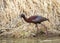 White Faced Ibis