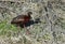 White-faced Ibis Iridescent Color Contrast