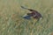 White-faced Ibis Landing in a Marsh