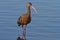 White-faced Ibis (Plegadis chihi)