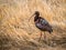 White-Faced Ibis Standing in Grass