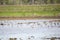 White-Faced Ibises Foraging with Greater Yellowlegs and Pectoral Sandpipers
