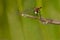 White-faced Meadowhawk Dragonfly - Sympetrum obtrusum