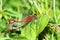 White-faced Meadowhawk Sympetrum obtrusum