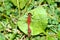 White-faced Meadowhawk Sympetrum obtrusum