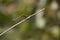White-faced meadowhawk Sympetrum obtrusum
