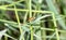 A White-faced Meadowhawk Sympetrum obtrusum Dragonfly Perched on Vegetation Soon After Emergence