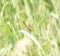 A White-faced Meadowhawk Sympetrum obtrusum Dragonfly Perched on Vegetation Soon After Emergence