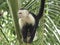White faced monkey in a tree