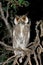 White-faced owl