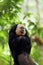 White-faced Saki Monkey