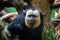 White-faced saki, pithecia pithecia. This is an adult male and is indigenous to the Amazon rainforest and South America