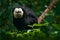 White-faced Saki, Pithecia pithecia, detail portrait of dark black monkey with white face, animal in the nature habitat, wildlife,