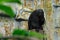 White-faced Saki, Pithecia pithecia, detail portrait of dark black monkey with white face, animal in the nature habitat, wildlife,