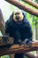 A white faced saki rests on  a tree