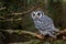 White-faced Scops Owl