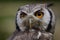 White-faced Scops Owl