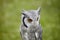 White faced Scops owl