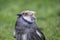 White faced scops owl looking up