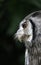 White-faced Scops Owl, otus leucotis, Portrait of Adult
