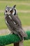 White-faced Scops Owl, Ptilopsis granti, perched on astro turf fence