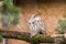 A white faced scops owl Ptilopsis leucotis in a tree staring with large orange eyes