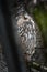 A white faced scops owl Ptilopsis leucotis in a tree staring with large orange eyes