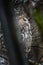 A white faced scops owl Ptilopsis leucotis in a tree staring with large orange eyes