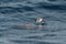 A White-faced Storm Petrel or White-faced Petrel seabird.