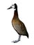 White-faced Whistling Duck Dendrocygna viduata