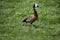 White Faced Whistling Duck, dendrocygna viduata, Adult