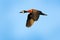 White-faced whistling duck, Dendrocygna viduata, bird in fly with blue sky. Duck from Pantanal, Brazil. Action wildlife scene from