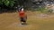 White-faced whistling duck, Dendrocygna viduata. Birds watching