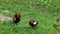 White-faced whistling duck, Dendrocygna viduata. Birds watching