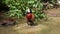 White-faced whistling duck, Dendrocygna viduata. Birds watching