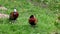 White-faced whistling duck, Dendrocygna viduata. Birds watching