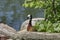 White-faced whistling duck, Dendrocygna viduata, noisy bird with a clear three-note whistling call at the lake