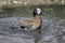 White-faced whistling duck Dendrocygna viduata washing