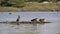 White-faced whistling duck and Egyptian goose