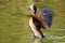 White-faced Whistling-Duck Flapping
