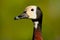 White-faced Whistling-Duck Head Closeup