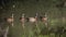 White faced Whistling-Duck in Kruger National park, South Africa