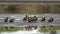 White-faced Whistling-Duck in Kruger National park, South Africa