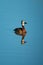 White-faced whistling duck reflected in calm pond