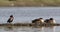 White-faced Whistling Ducks Cleaning