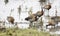 White-faced Whistling Ducks Dendrocygna viduata at a Marsh