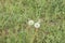 White faded dandelions, in green grass.