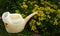 A white faded watering can stands near a bed of yellow flowers ochitok