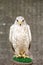 White falcon in an aviary on a stand