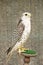 A white falcon Falco rusticolus in an aviary